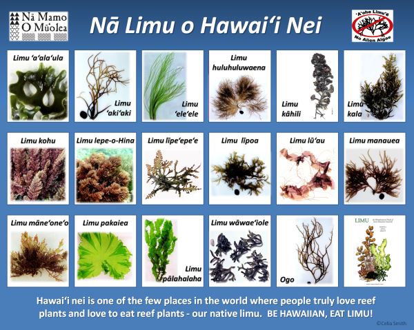 Picture chart of Limu